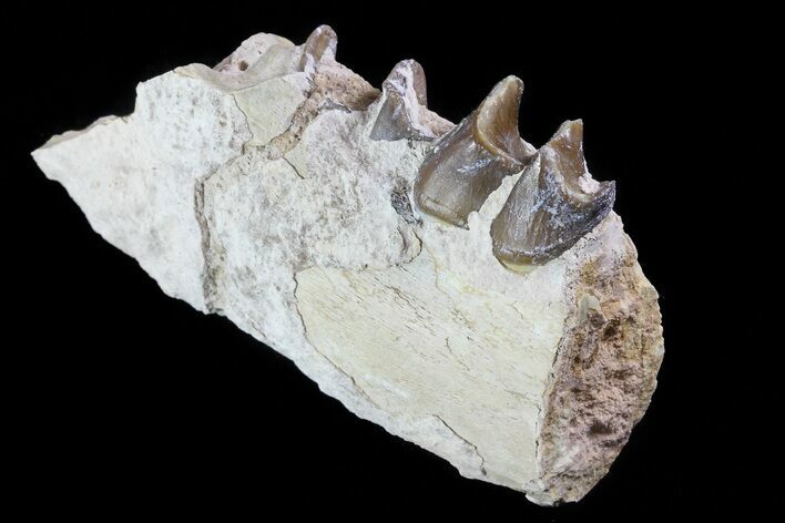 Hyracodon (Running Rhino) Jaw Section - South Dakota #80153